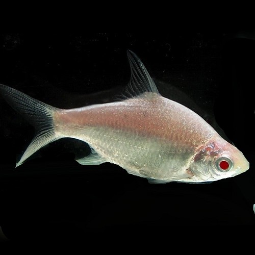 Barbus schwanenfeldi platinum 8-10 cm